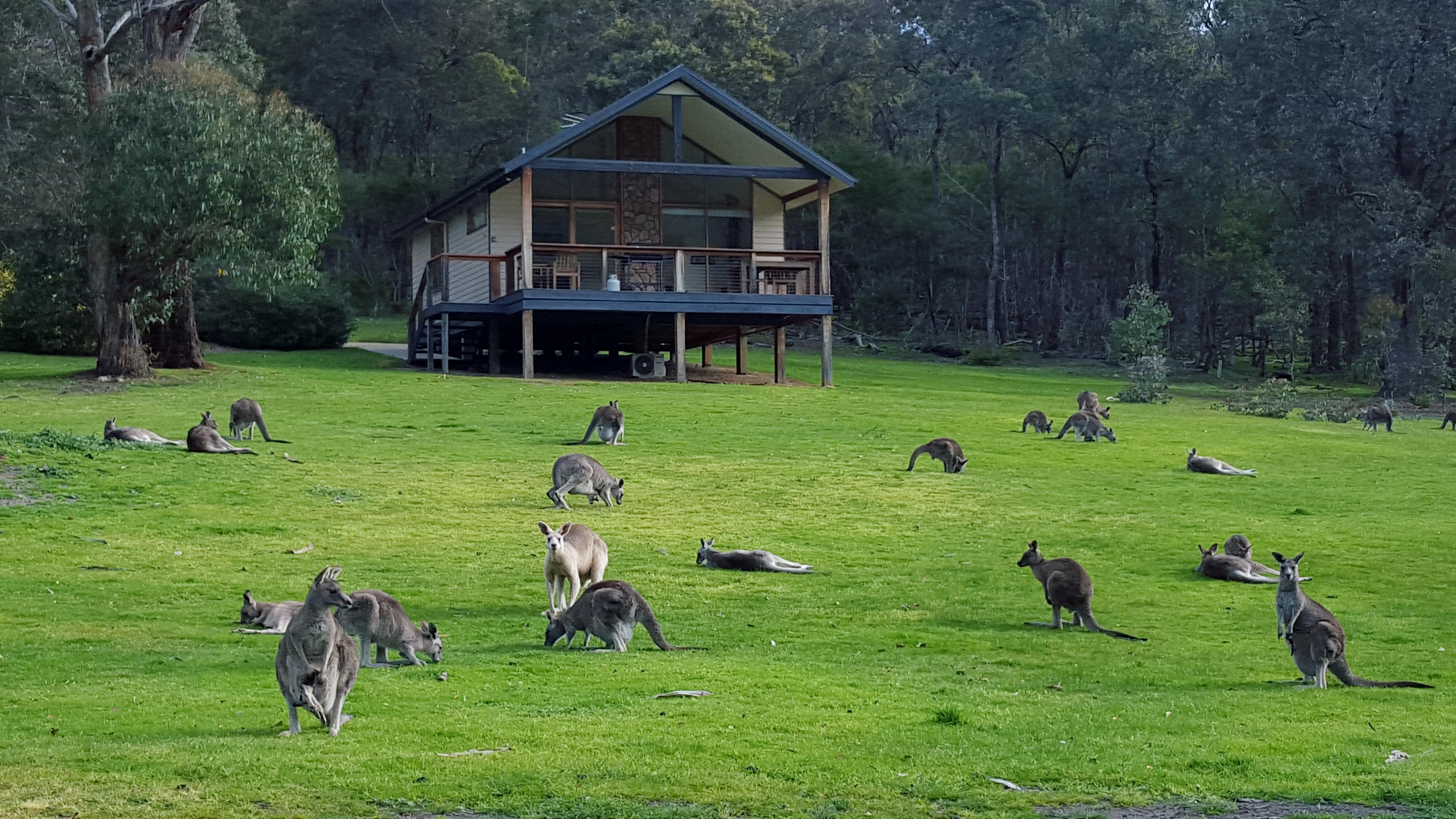 Yering Gorge Cottages Luaran gambar